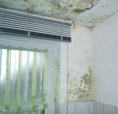 Schimmelsanierung – Vogeler Schädlingsbekämpfung